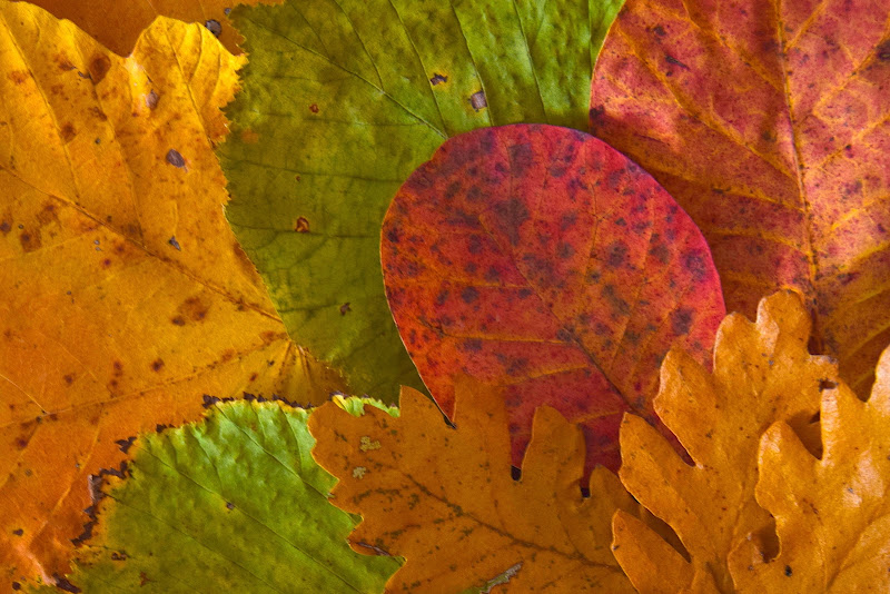 coloratissime di s_ornella