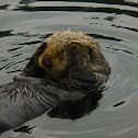 Sea Otter