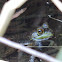 American Bullfrog