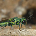 Cuckoo wasp