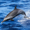 Spinner Dolphin