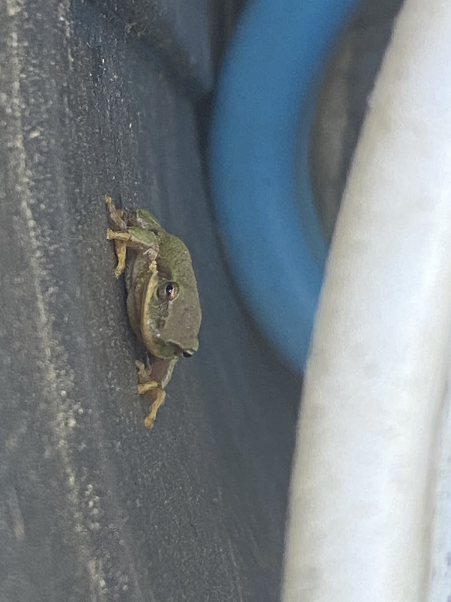 American tree frog