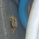 American tree frog