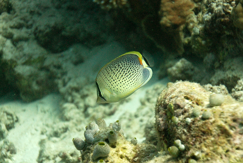 Peppered butterflyfish