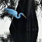 Great egret