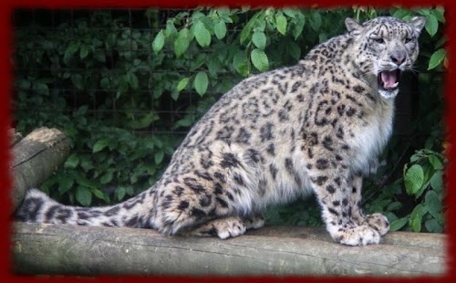 How to mod Snow Leopards wallpapers 1.0 unlimited apk for pc