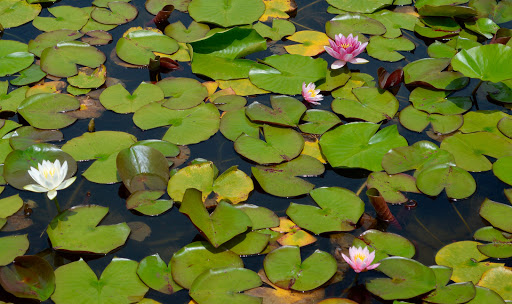 lilypads.jpg - Water lilies were common in all the strolling gardens.