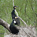 Cormorant