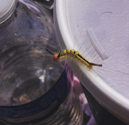 white-marked tussock moth