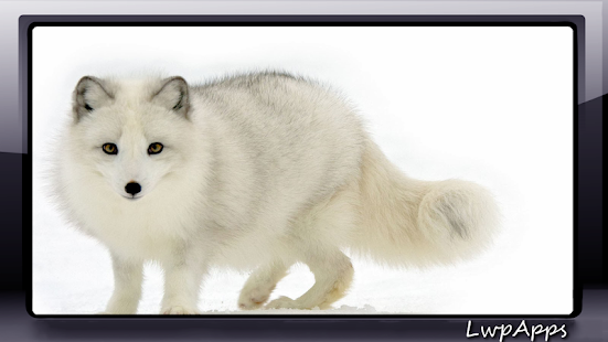 Download Polar Fox Wallpaper APK for PC