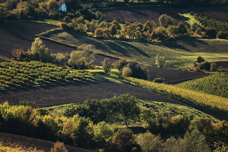 Campincollina di MauroV