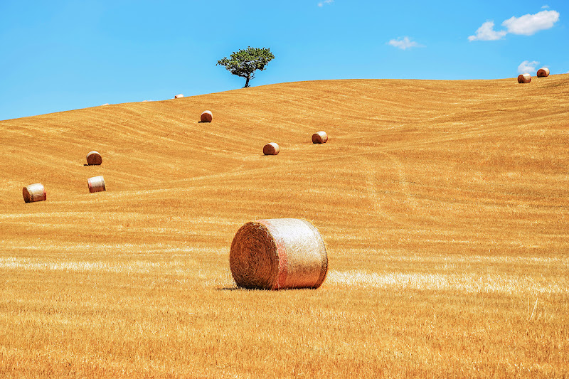 l'albero nel deserto di balle di marcopardiphoto