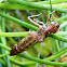 Dragonfly Nymph