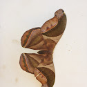 Saturniidae Moth