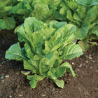 LocAL Lettuce Heads Farm in Alabama