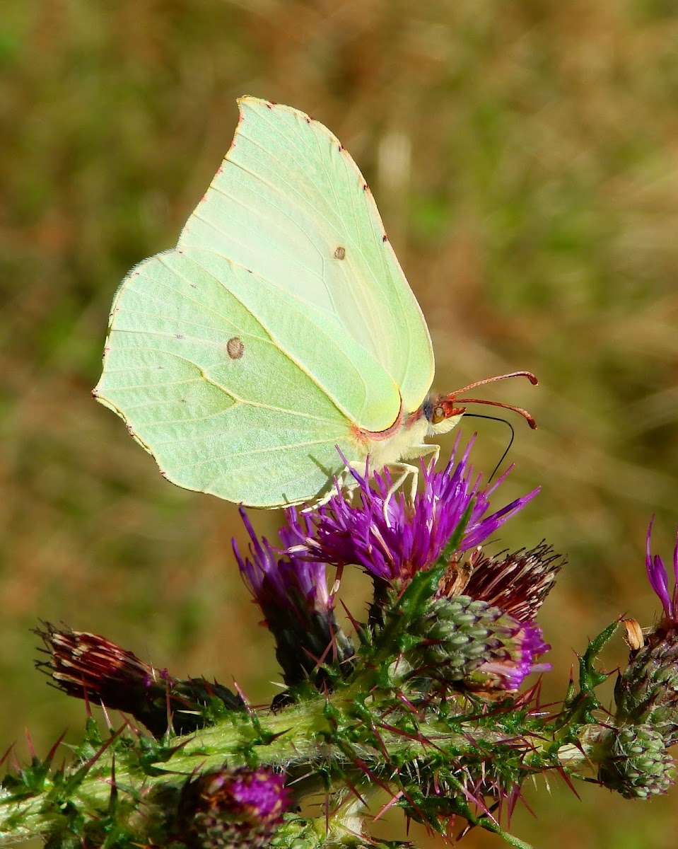 Common Brimstone