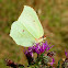 Common Brimstone