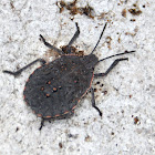 Shield bug