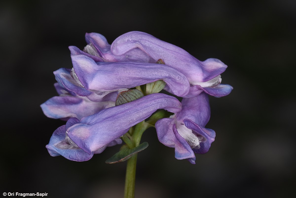 Alpine corydalis