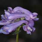 Alpine corydalis