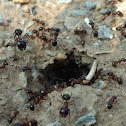 Black Harvester Ants