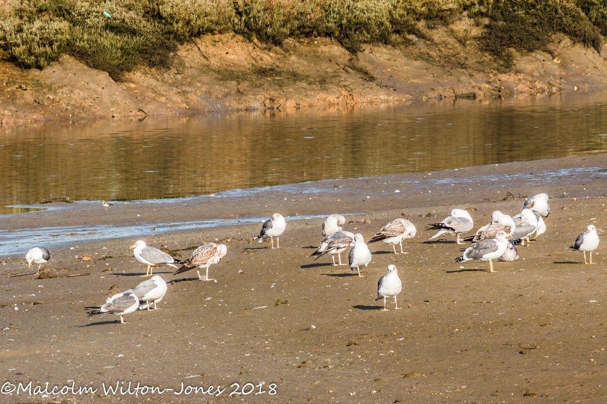 Yellow-legged Gull