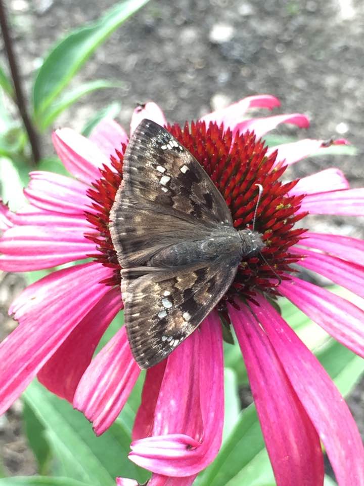 Horace's Duskywing