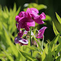 Tuberous Vetchling