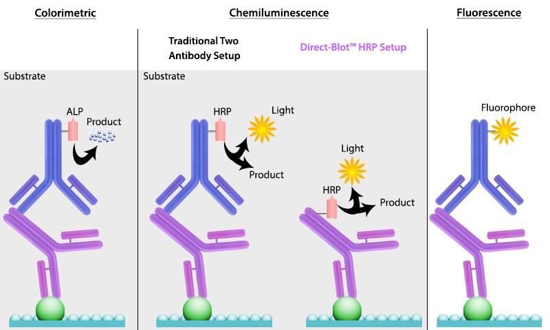 Using protein conjugates for western blotting