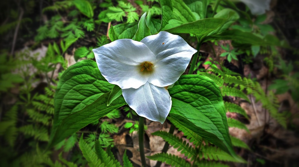 Large White Trillium