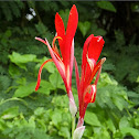 Canna Lily (Tikas)