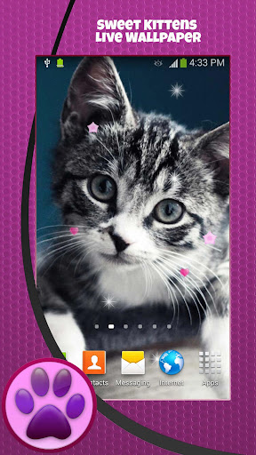 免費下載個人化APP|Sweet Kittens Live Wallpaper app開箱文|APP開箱王