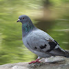 Feral Pigeon