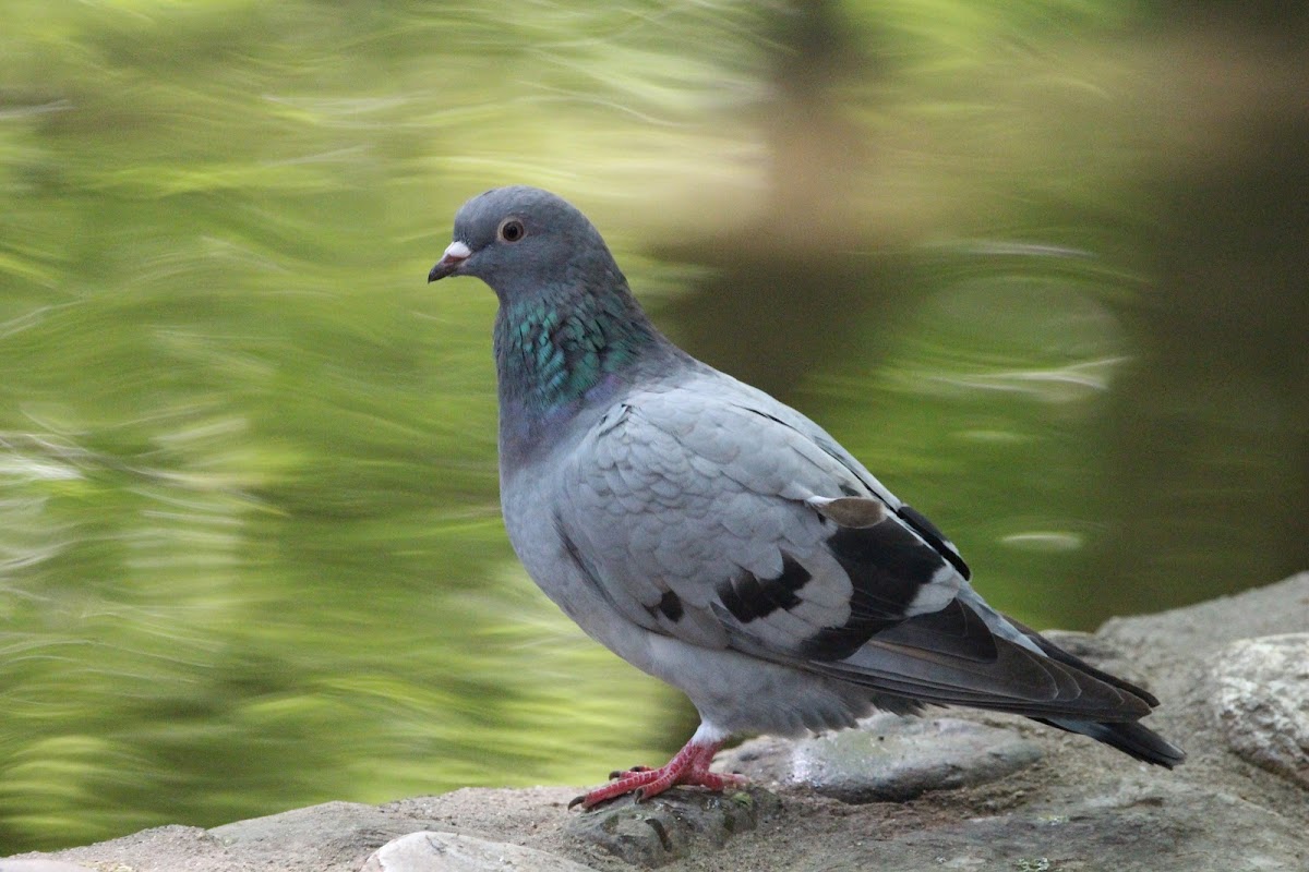 Feral Pigeon