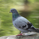 Feral Pigeon