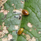 Cleopus weevil larva