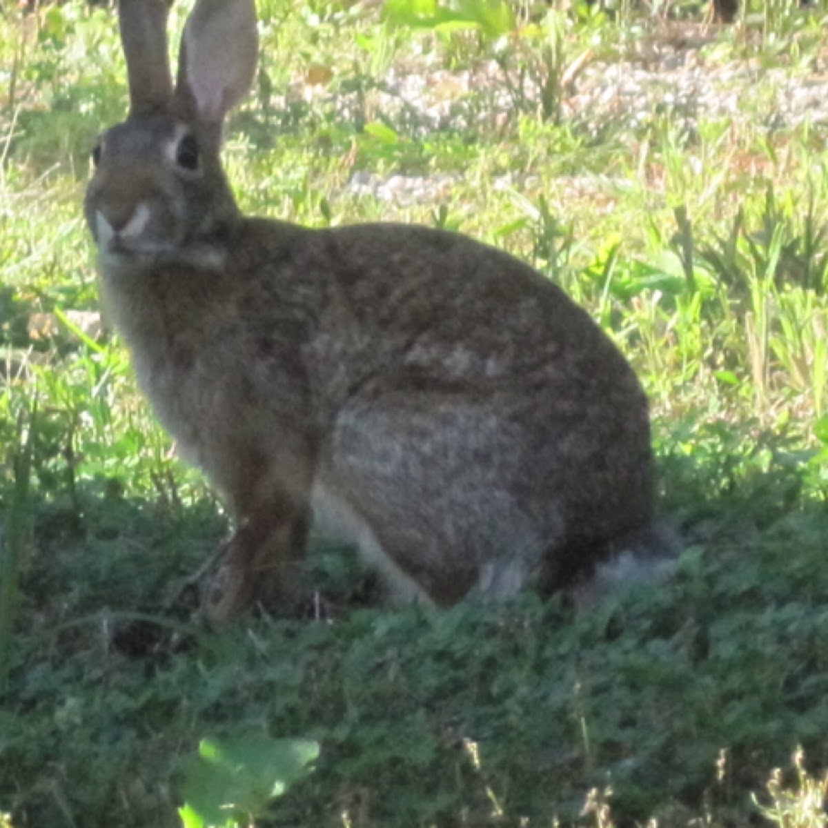 Eastern cottontail rabbit