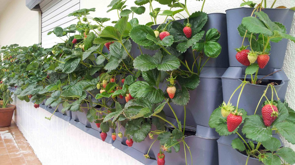 pared-de-fresas.jpg