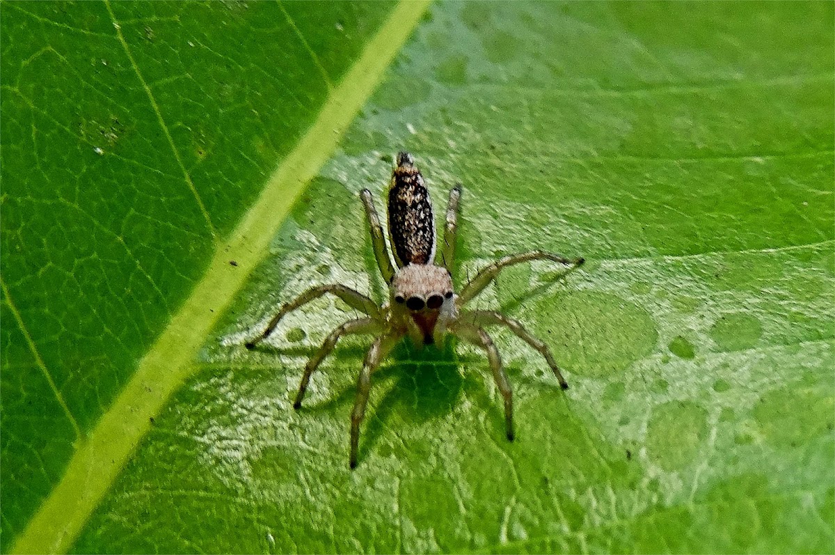 Jumping spider