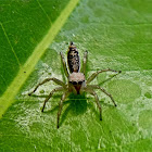 Jumping spider