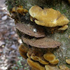 Mustard Yellow Polypore