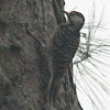 Red Cockaded Woodpecker