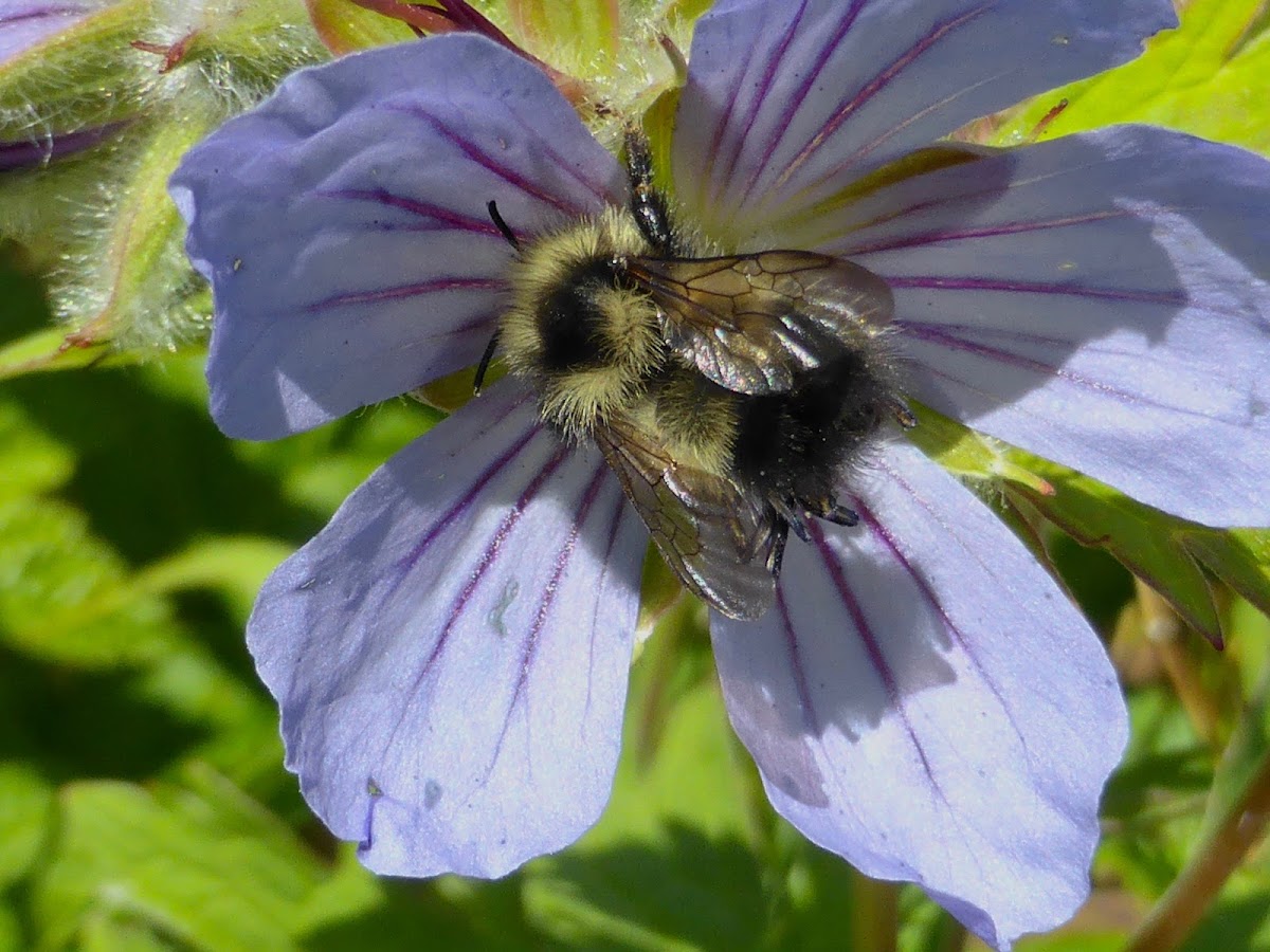 Yellow-Fronted Bumble Bee