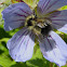 Yellow-Fronted Bumble Bee