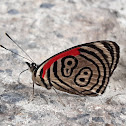 Mariposa 88