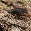 Dark-winged Fungus Gnat