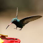 Broad-billed Hummingbird