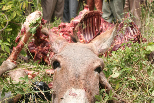 Carcass of a donkey.