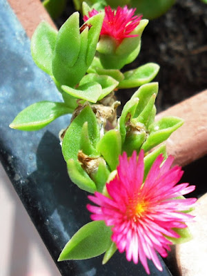 Fiori dal nulla di cryllina