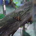 Red-waisted Florella Moth